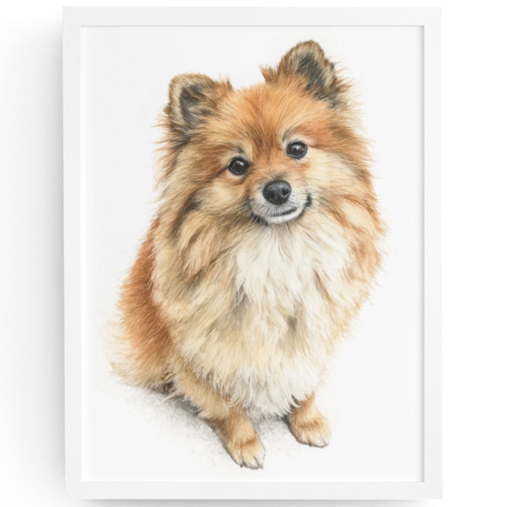 Watercolor Pomeranian Dog Portrait Art Print – Unframed Fine Art Poster